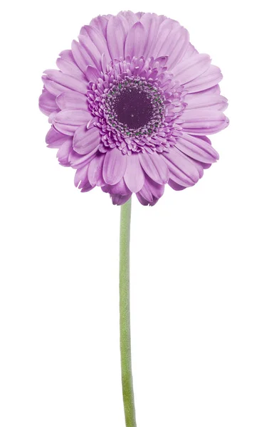 Flor de gerbera lilás no caule verde — Fotografia de Stock