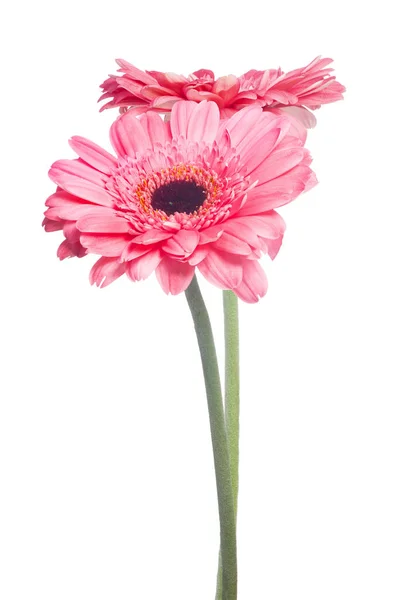 Duas flores de Gerbera rosa no fundo branco — Fotografia de Stock