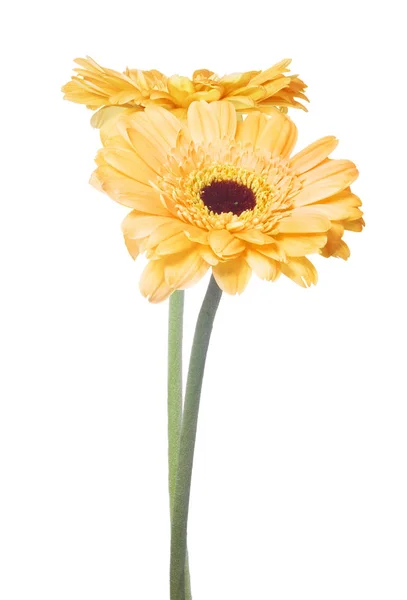 Due fiori gerbera oro su sfondo bianco — Foto Stock