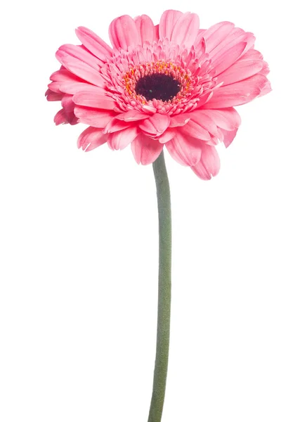 Rosa gerbera grande flor no fundo branco — Fotografia de Stock