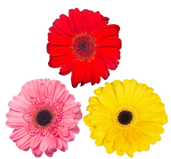 Três flores de gerbera isoladas em branco — Fotografia de Stock