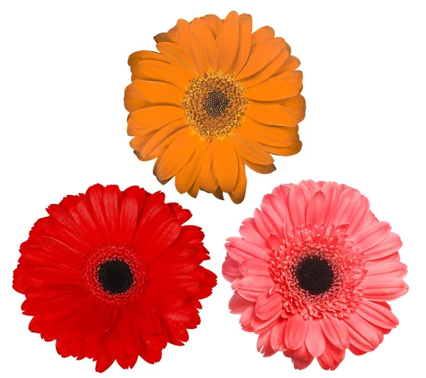 Três flores de gerbera no branco — Fotografia de Stock