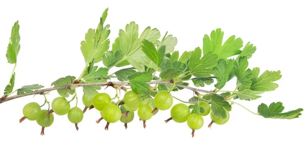 Green gooseberry isolated long branch — Stock Photo, Image