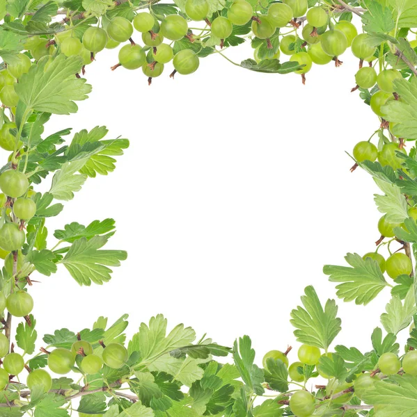 Grön ram från krusbär grenar — Stockfoto