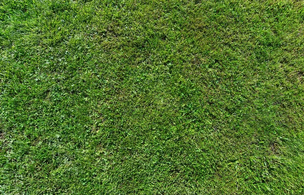 Dark green grass background — Stock Photo, Image