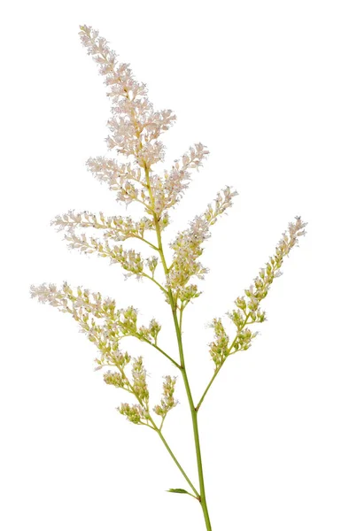 Planta com pequenas flores leves isoladas em branco — Fotografia de Stock