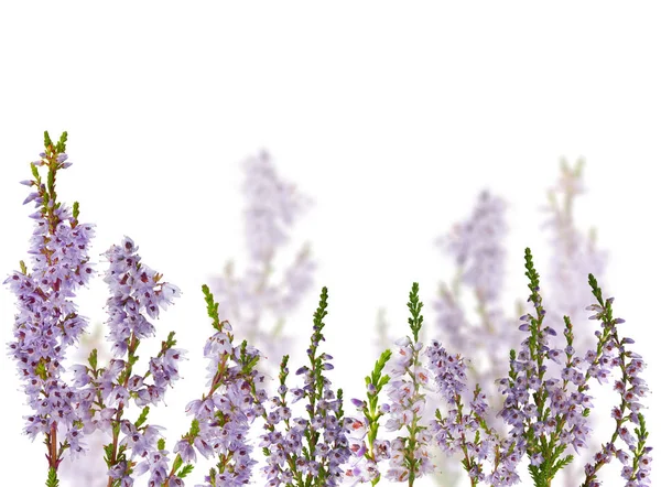 Gruppo di fiori di erica lilla su bianco — Foto Stock