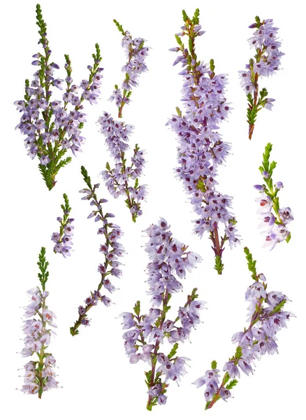 一串串紫丁香花在白色上被隔离 — 图库照片