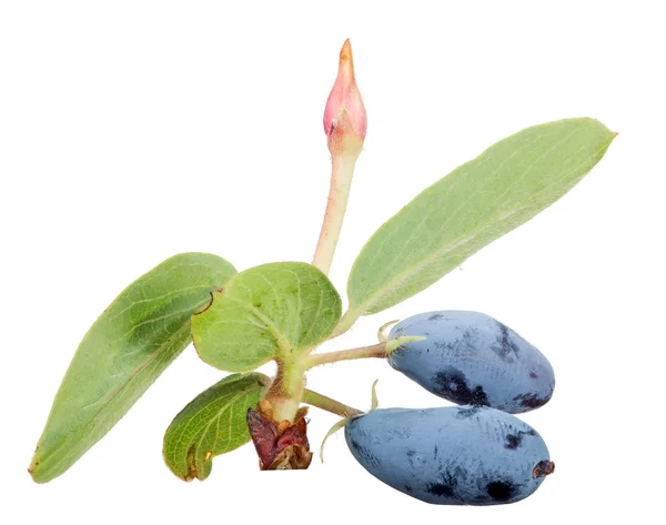 Branch with two �������� honeysuckle berries — 图库照片