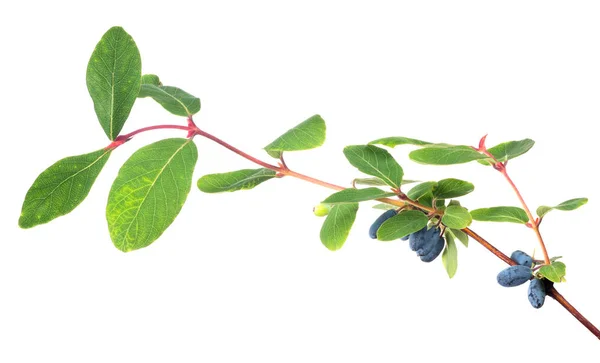 Grüner Zweig mit Geißblatt-Beeren auf weißem — Stockfoto