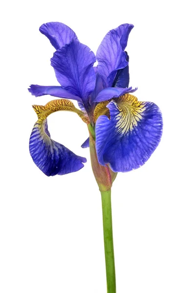 Stor blå iris blomma isolerad på vit — Stockfoto