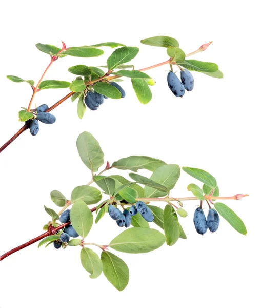 Grüne Zweige mit Geißblatt-Beeren auf weißem Grund — Stockfoto