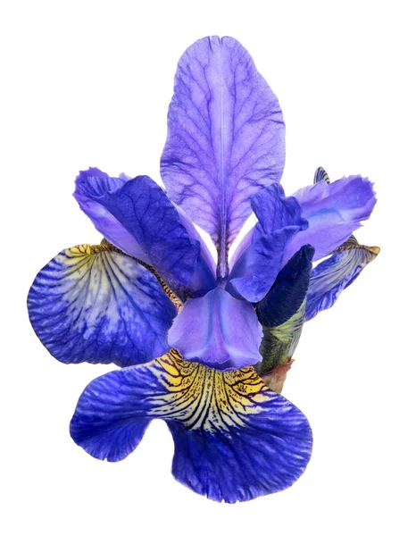 흰색으로 분리되어 있는 커다란 푸른 아이리스 꽃 — 스톡 사진