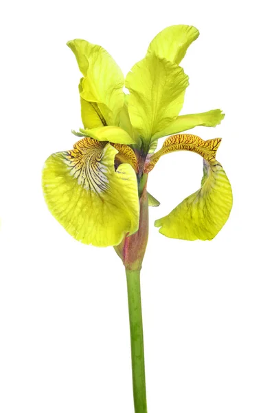 Μεγάλο κίτρινο λουλούδι ίριδας απομονωμένο σε λευκό — Φωτογραφία Αρχείου