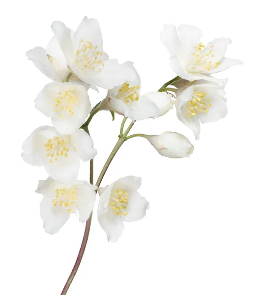 White jasmin branch with nine blooms — Stock Photo, Image