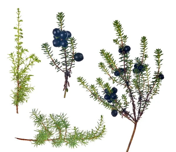 Four juniper branches collection on white — Stock Photo, Image