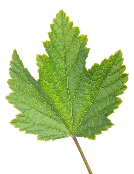 Hoja verde de grosella roja aislada sobre blanco —  Fotos de Stock