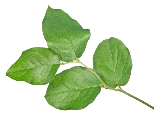 Four green leaves branch on white — Stock Photo, Image