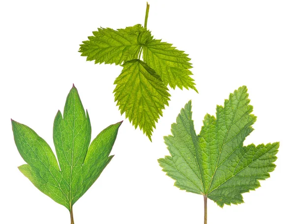 Tre gröna blad grupp isolerad på vit — Stockfoto