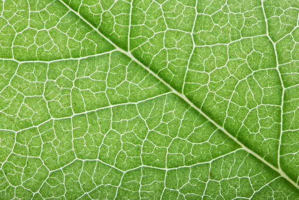 Bright green leaf background — Stock Photo, Image