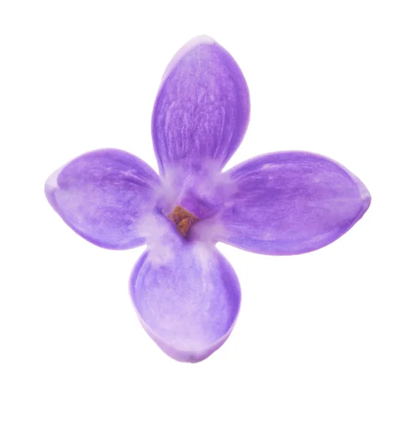 Single dark lilac flower on white — Stock Photo, Image