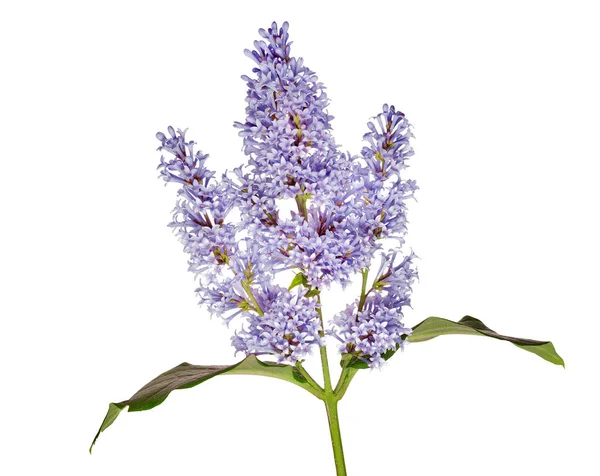 Lichtblauwe geïsoleerde lila bloemtak — Stockfoto