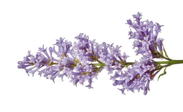 Colore viola chiaro isolato ramo floreale lilla — Foto Stock