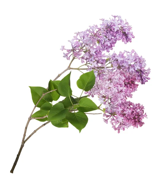 Isolerad lila ljus blomstÃ ¤llning och blad — Stockfoto