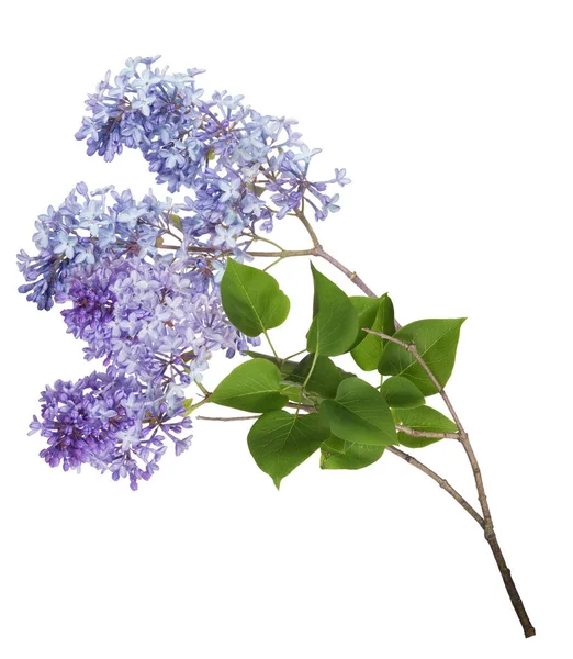 Inflorescence lilas bleu clair isolé et feuilles — Photo