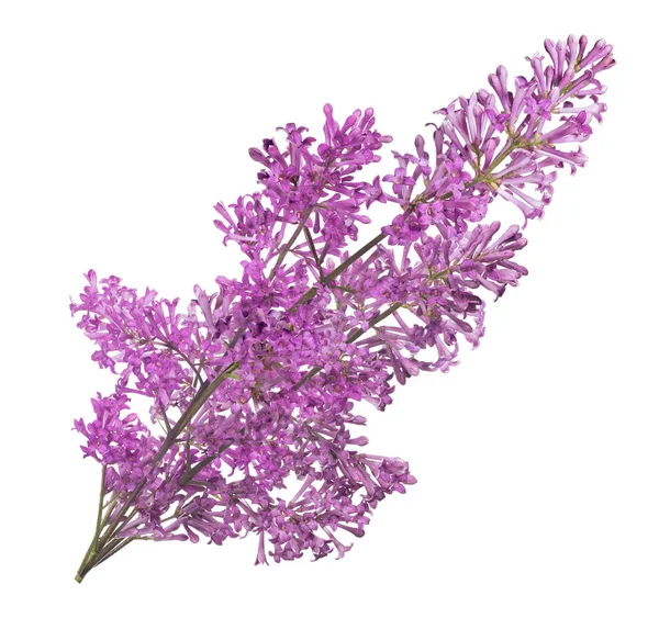 紫色の孤立した小さなライラックの緑豊かな花の枝 — ストック写真