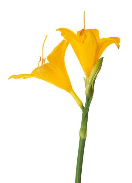 two yellow lily flowers isolated on white