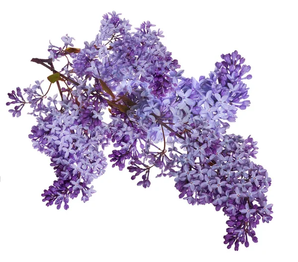 Grande y aislada rama floreciente de lila — Foto de Stock