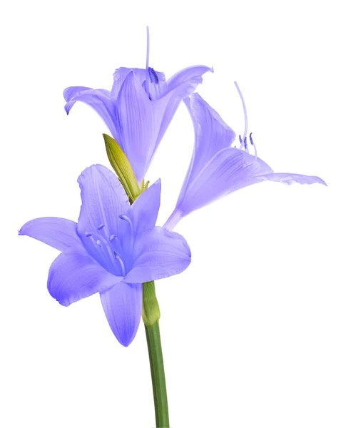 Fiore di giglio lilla con tre fioriture su bianco — Foto Stock