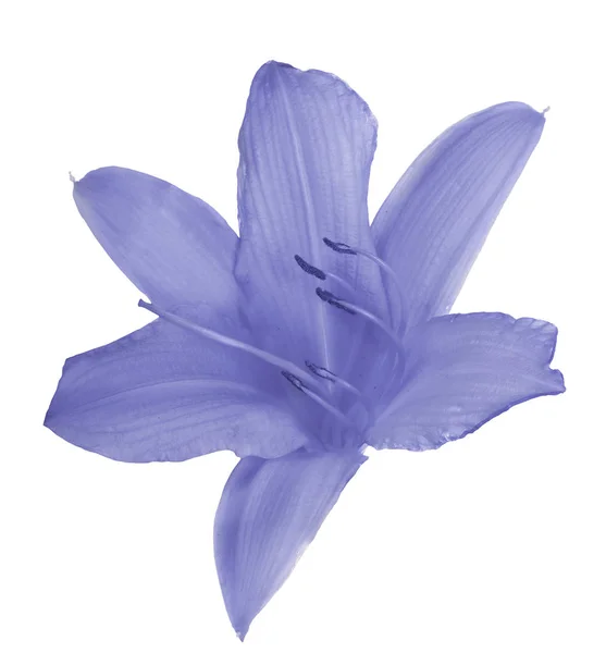 Beyaz izole mavi lily çiçek — Stok fotoğraf