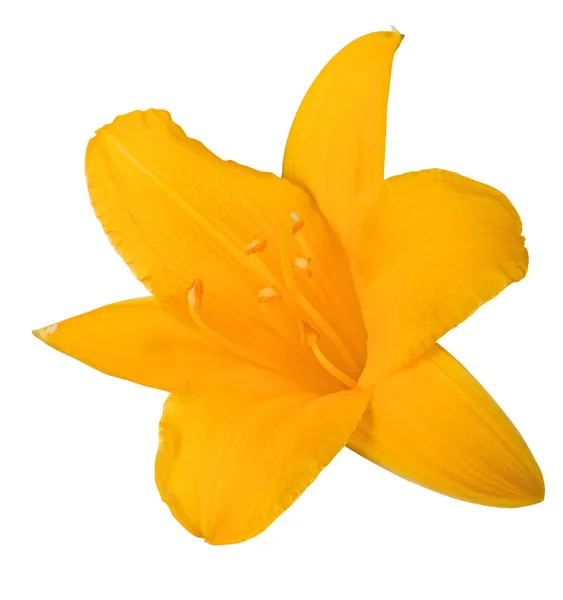 Żółty kwiat lilii izolowany na białym — Zdjęcie stockowe