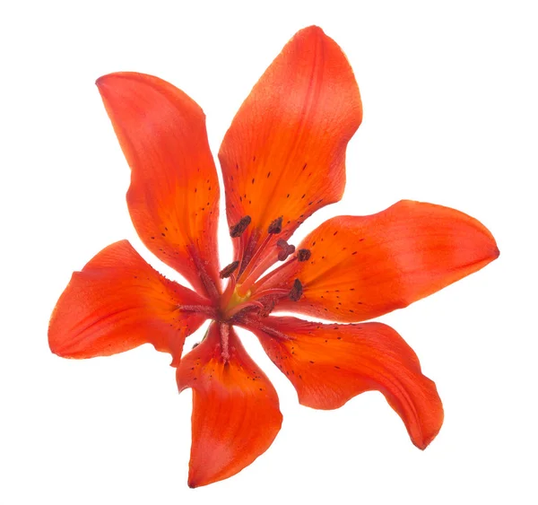 Red lily bloom on white — Stock Photo, Image