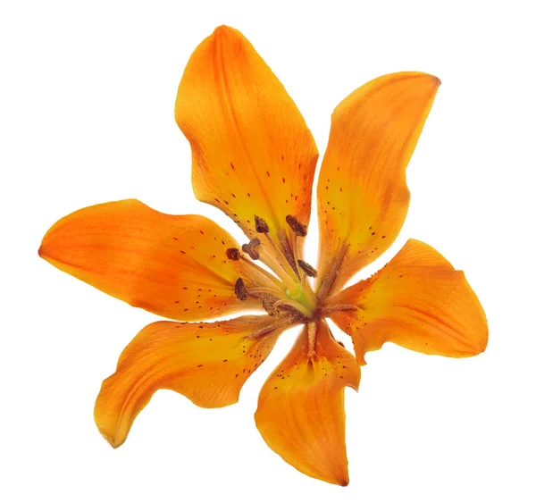 Orange lily bloom on white — Stock Photo, Image