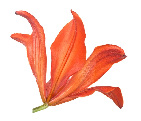 Isolado em flor de lírio vermelho branco — Fotografia de Stock