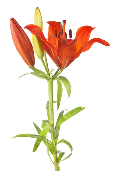 Flor lírio vermelho no caule verde — Fotografia de Stock