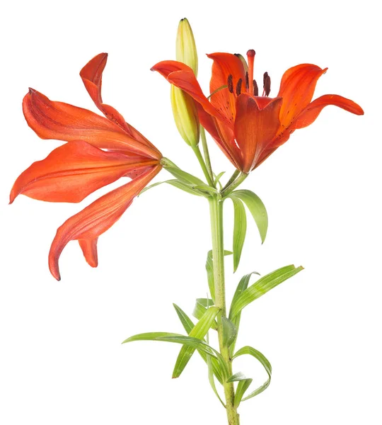 Red lily with two blooms on green stem — Stock Photo, Image