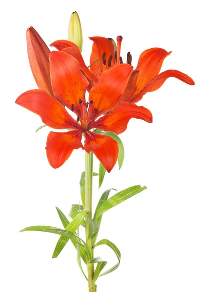 Lily red flower on green stem — Stock Photo, Image