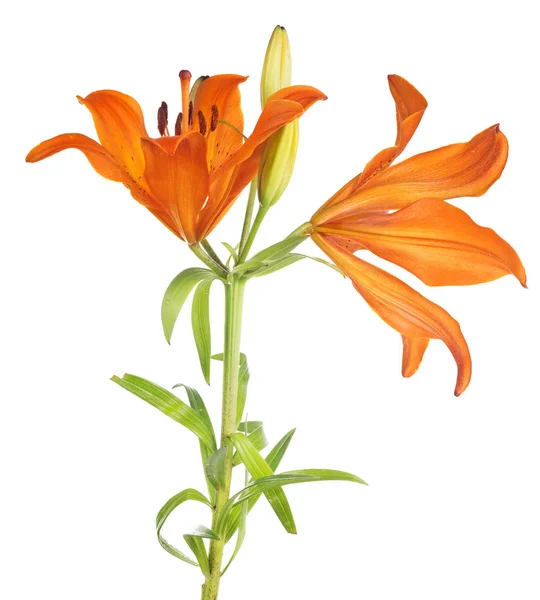 Lírio laranja com duas flores na haste verde — Fotografia de Stock