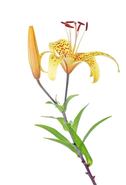 Amarillo aislado flor de lirio manchado con brote —  Fotos de Stock