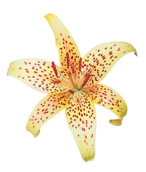 Yellow isolated spotted lily bloom — Stock Photo, Image