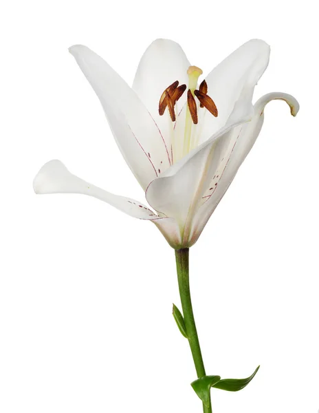 Isolerad vit lilja blomma — Stockfoto