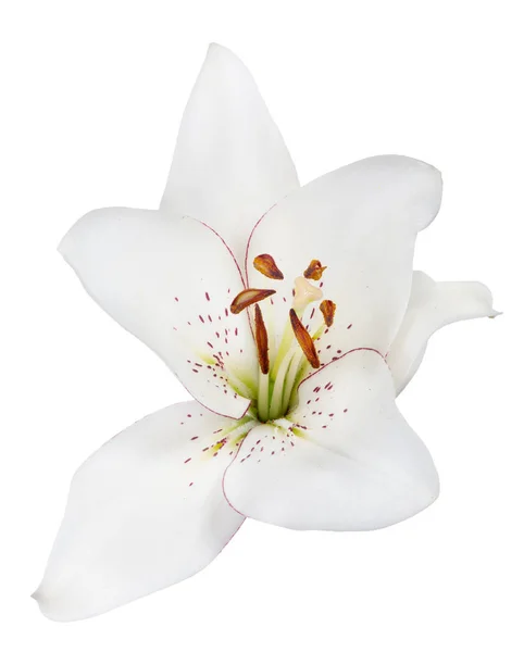 Isolated single white lily bloom — Stock Photo, Image