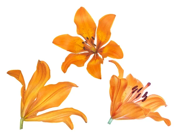 Orange lily three blooms isolated on white — Stock Photo, Image