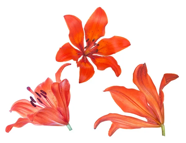 Red lily three blooms isolated on white — Stock Photo, Image