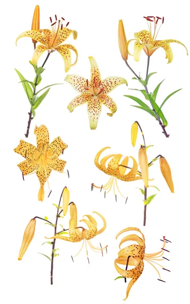 Siedem żółtych kwiatów lilii plamistej na białym — Zdjęcie stockowe