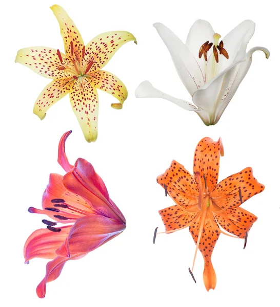 Conjunto de flor de lírio quatro flores isoladas em branco — Fotografia de Stock